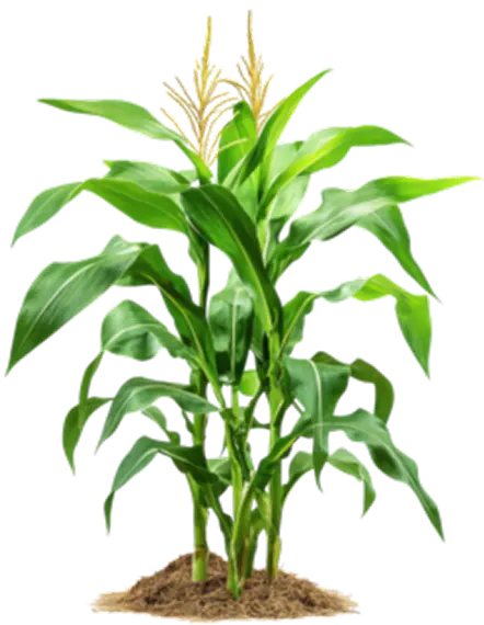 Property Development Illustration