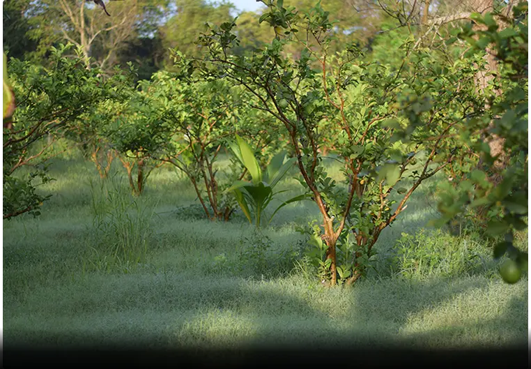 Anuradhapura image-2
